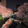 満開夜桜と市電　