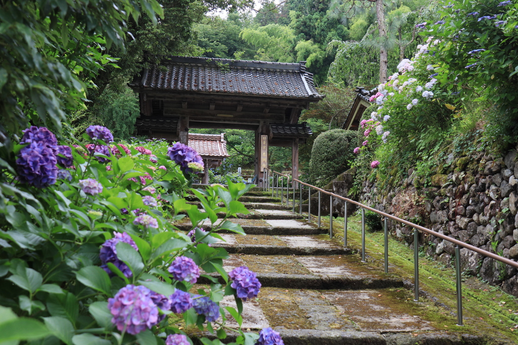 あじさい寺