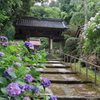 あじさい寺