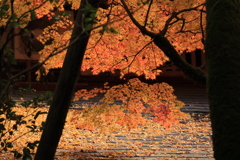 屋根も紅葉