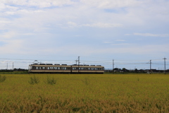 黄金色にだいこん電車