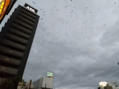 何千羽ものカラス