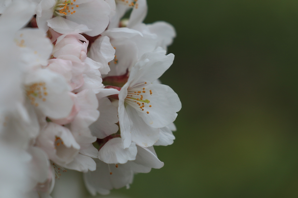 桜アップ