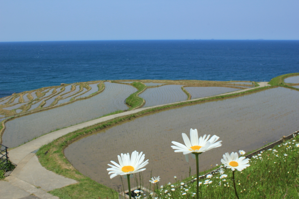 お花とたんぼ。