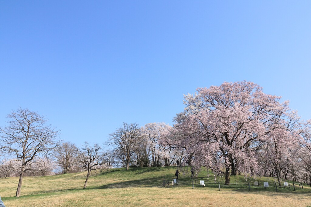 ピクニック日和