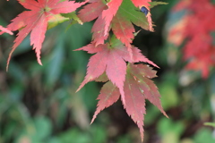 紅葉へ衣替え中