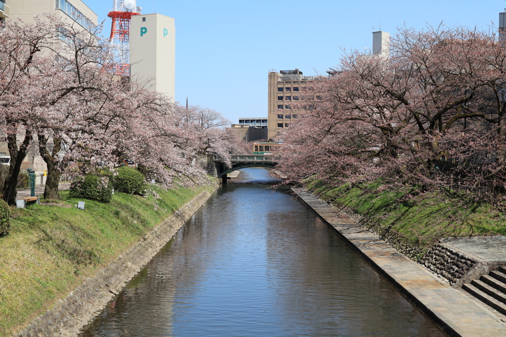 蕾桜と市電