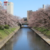蕾桜と市電