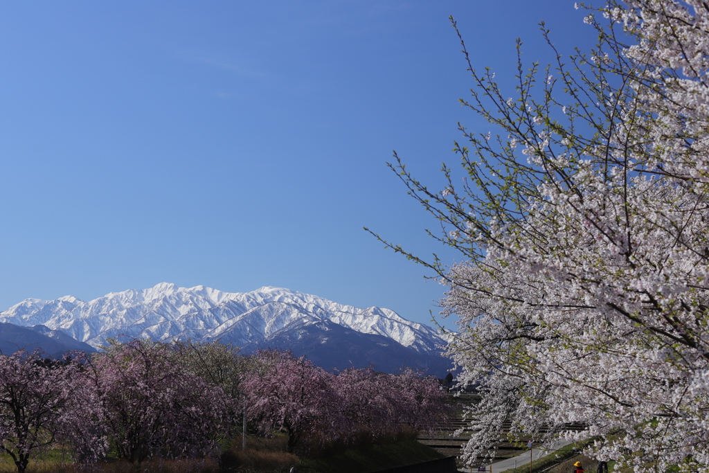 桜と僧ヶ岳