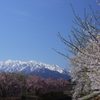 桜と僧ヶ岳