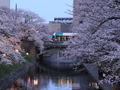 市電と桜