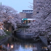 市電と桜