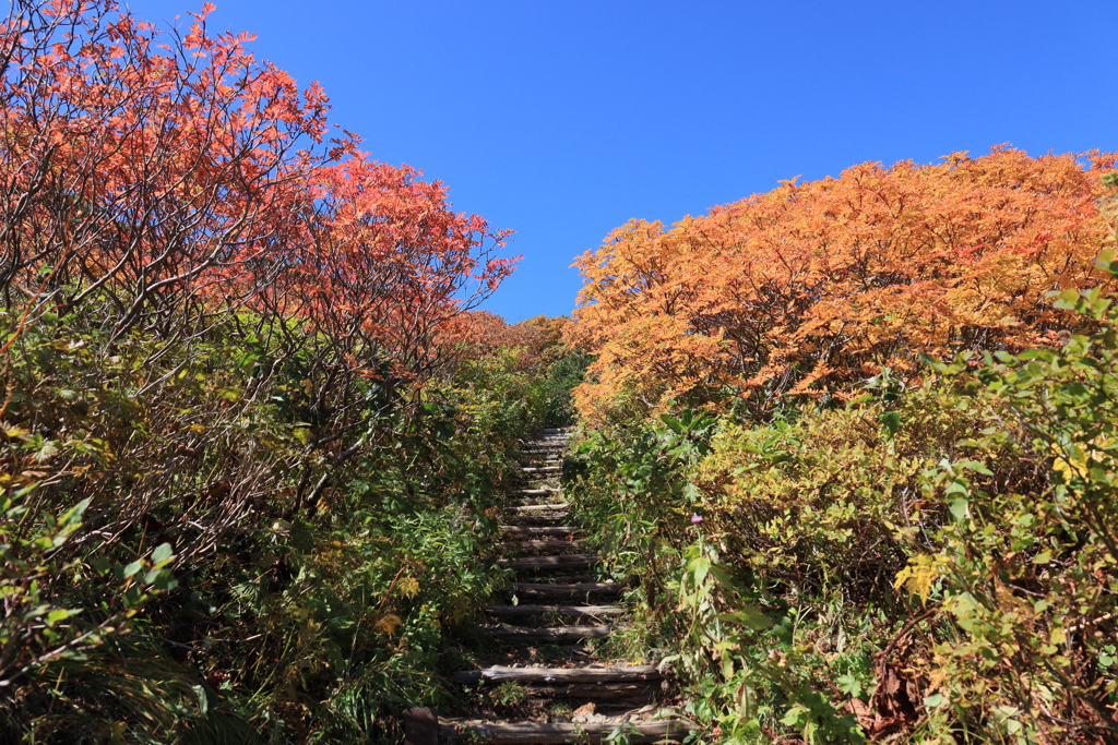 紅葉への道