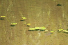 池浮かぶ橋