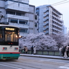 市電と桜2