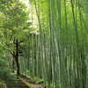 竹林
