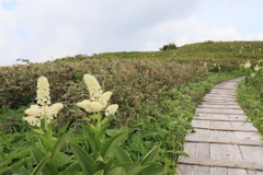 コバイケイソウと木道