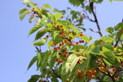 もうすぐなのだ〜