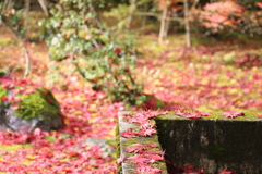 ヒラヒラと