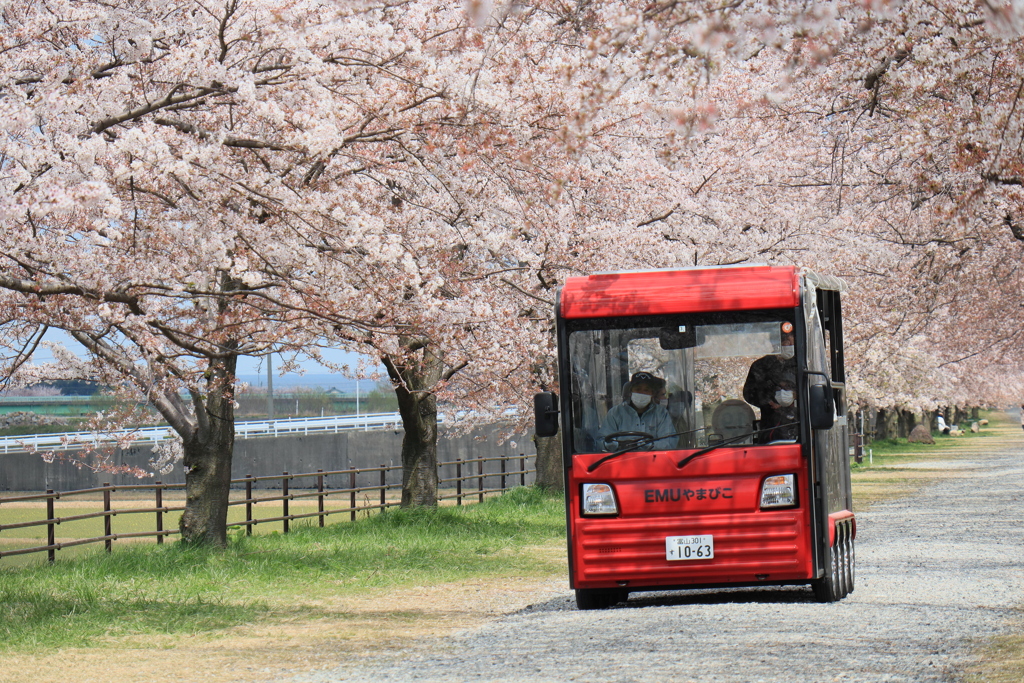 桜とバス