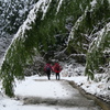 垂れる竹の向こうの山仲間