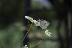 ちょうちょとお花