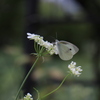 ちょうちょとお花