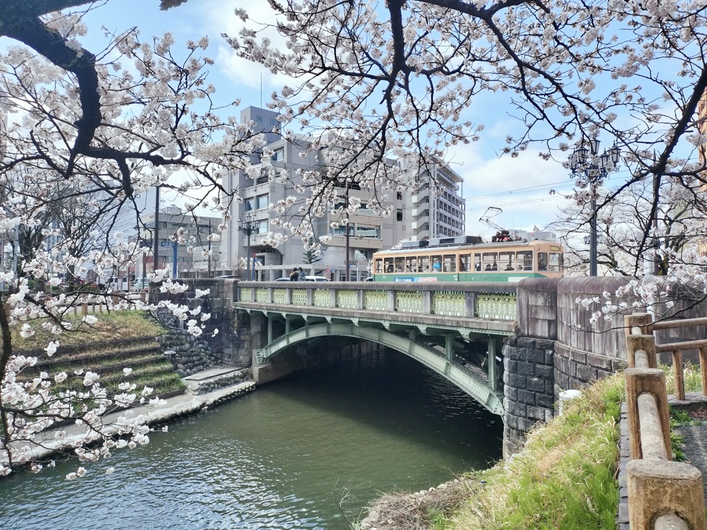 市電と桜