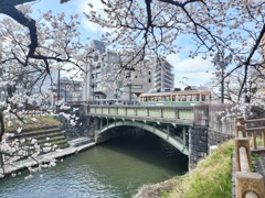 市電と桜