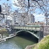 市電と桜