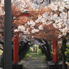 桜並木夫婦散歩