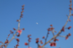 梅と白い月