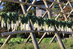 大根