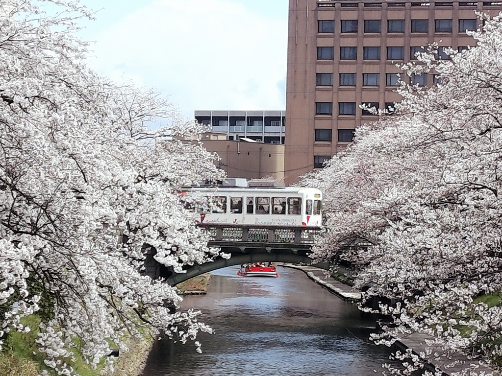 桜の季節