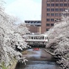 桜の季節