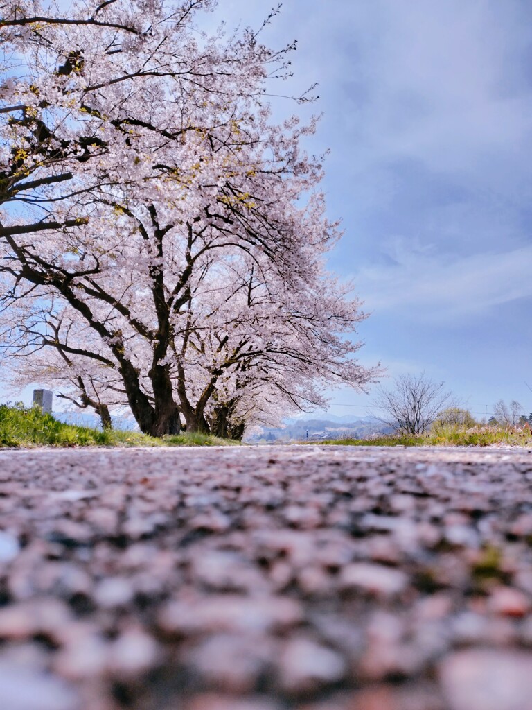 桜　花びら