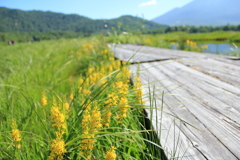 お花と木道