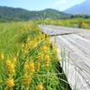 お花と木道