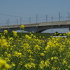 菜の花