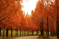 紅葉も曲がり角