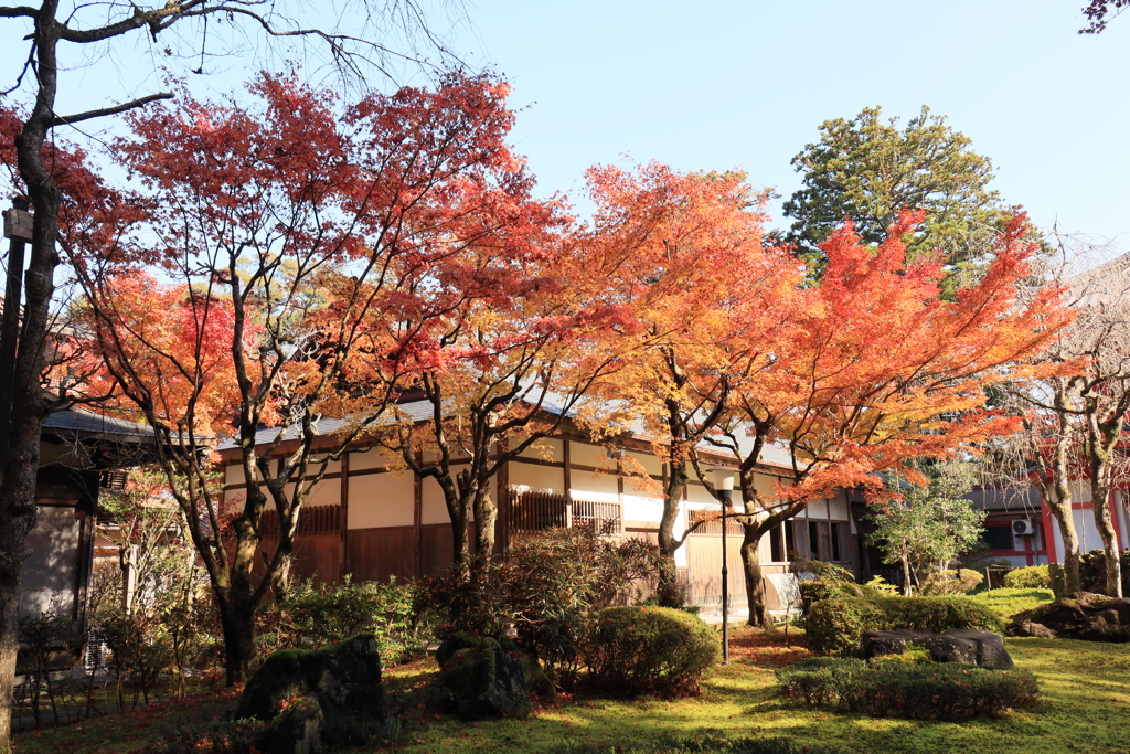 紅葉に間に合った