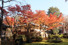 紅葉に間に合った