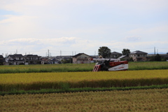 今年も美味しいの穫れるかな！