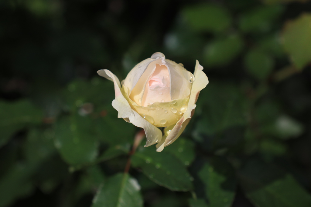季節外れの薔薇