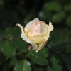季節外れの薔薇