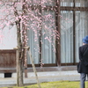 花を見て物思う