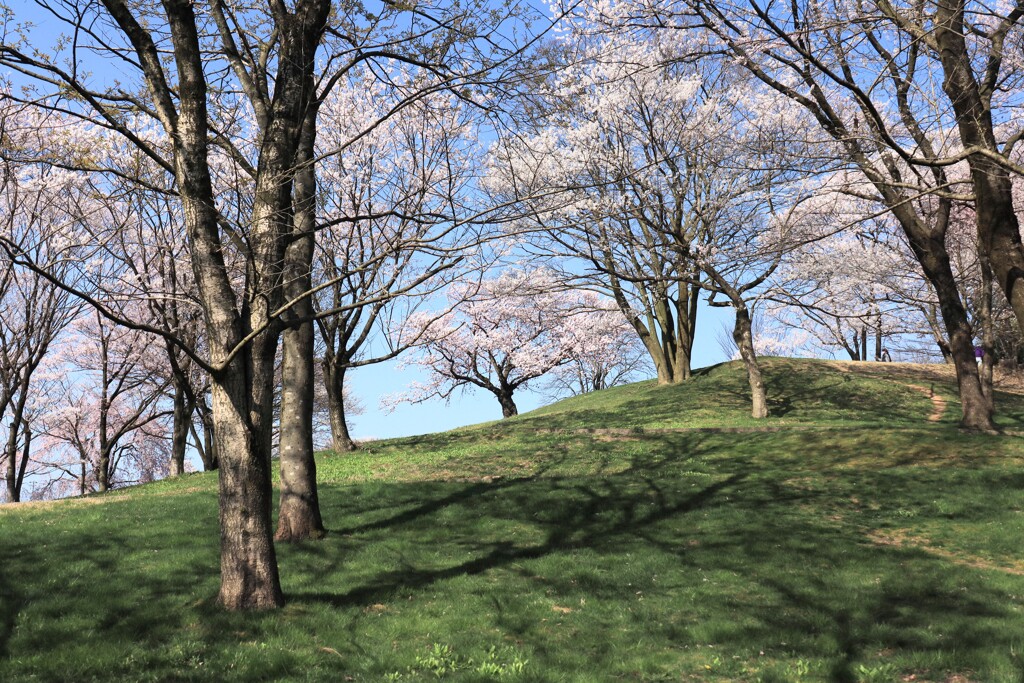 緑の中の桜