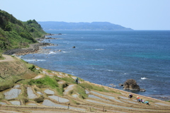 田植えに勤しむ