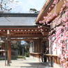 しだれ梅