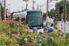 まだ5分咲きかな